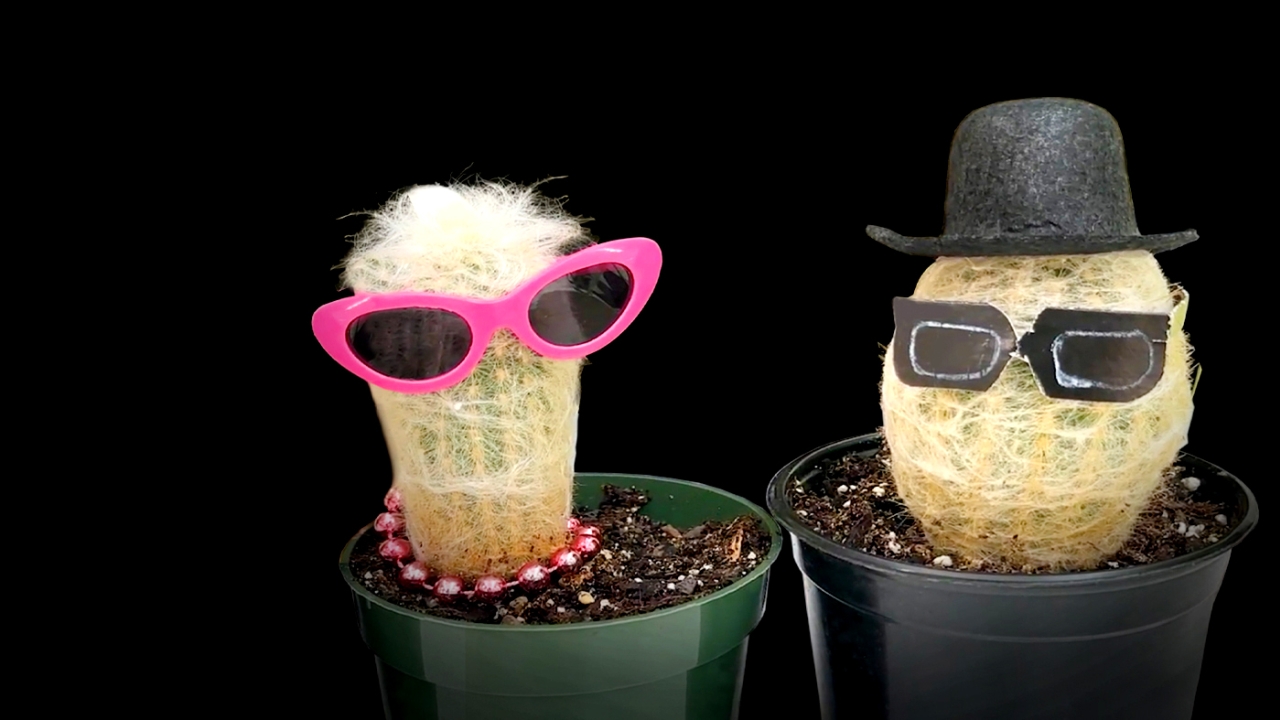 banner-plant-costume