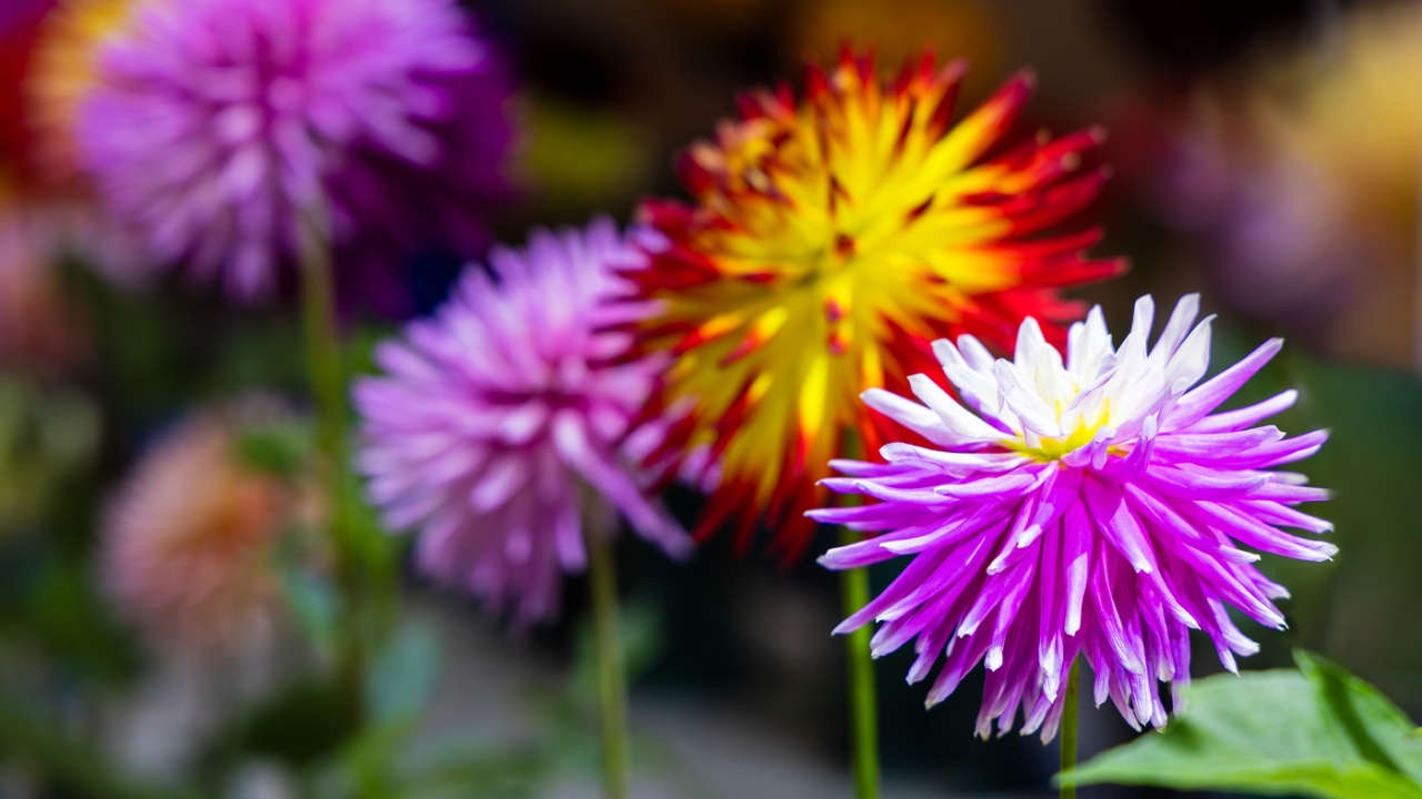 banner-smart-garden