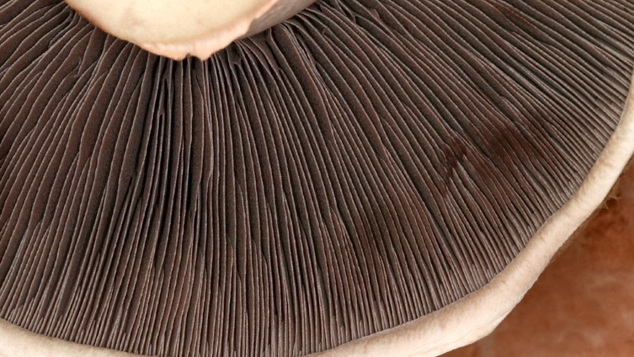 Portobella Detail-stock