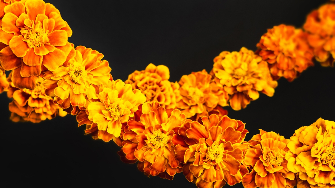 marigolds stock