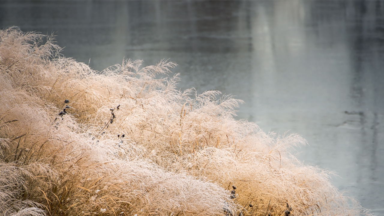 Winter at the Garden