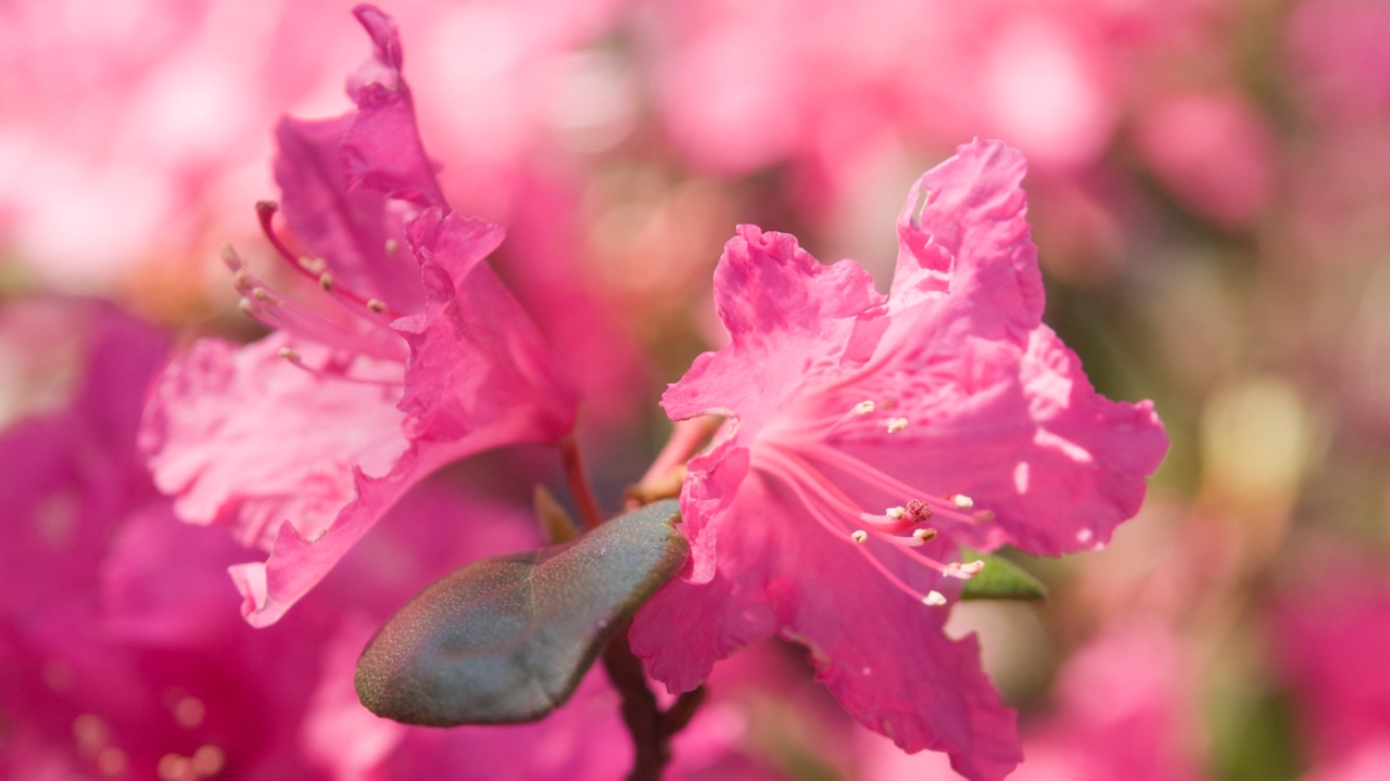 rhododendron