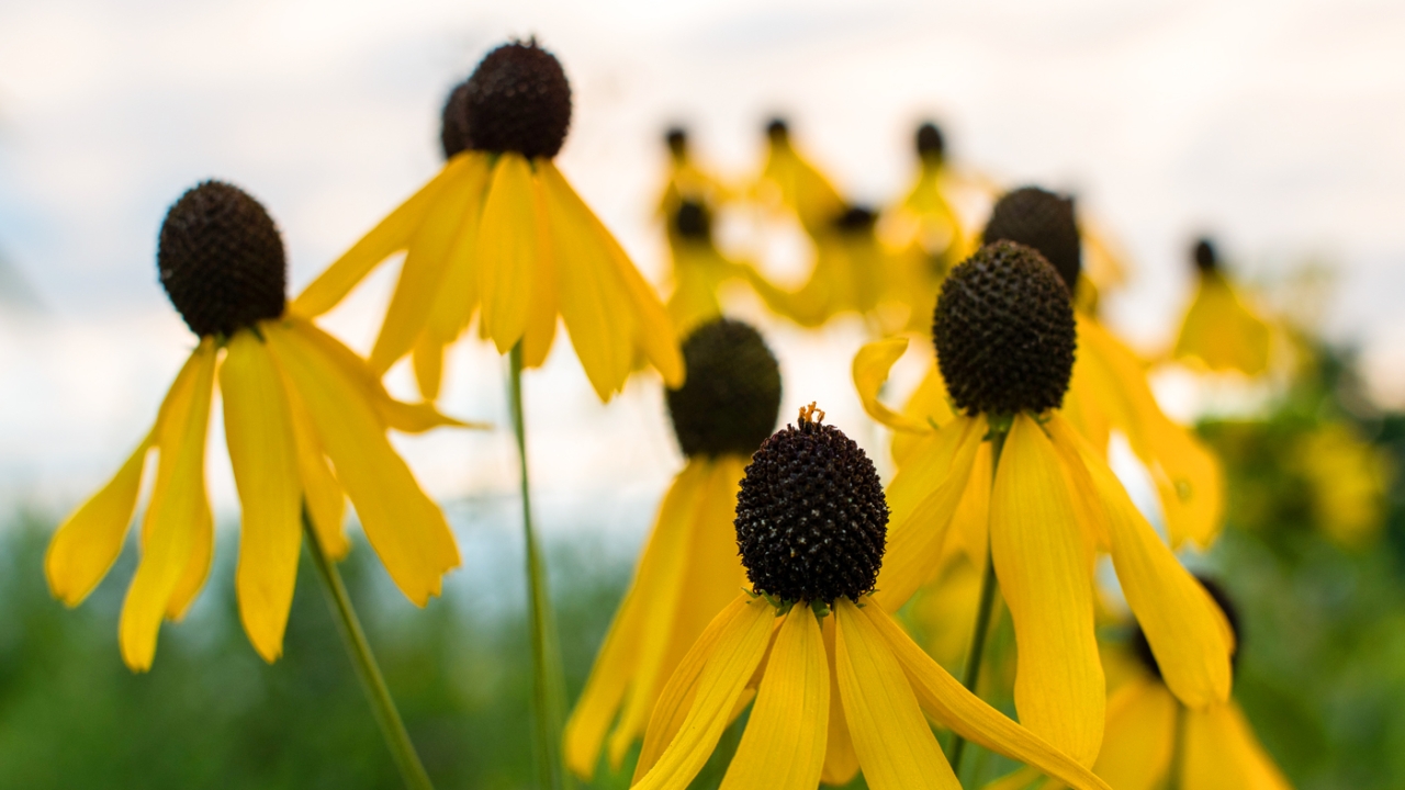 banner native flowers