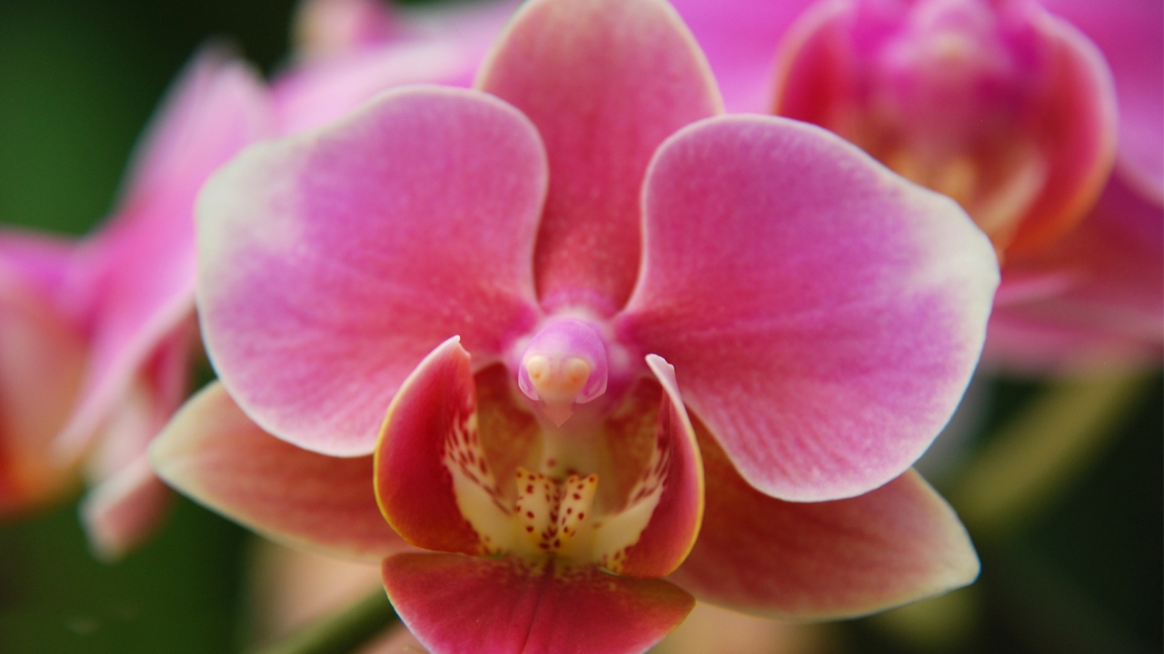 Pink orchid