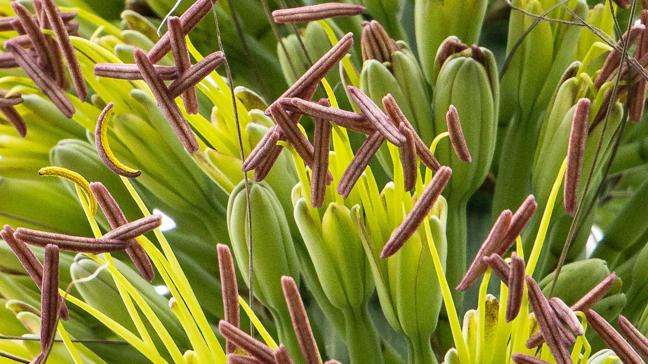 century plant agave in bloom