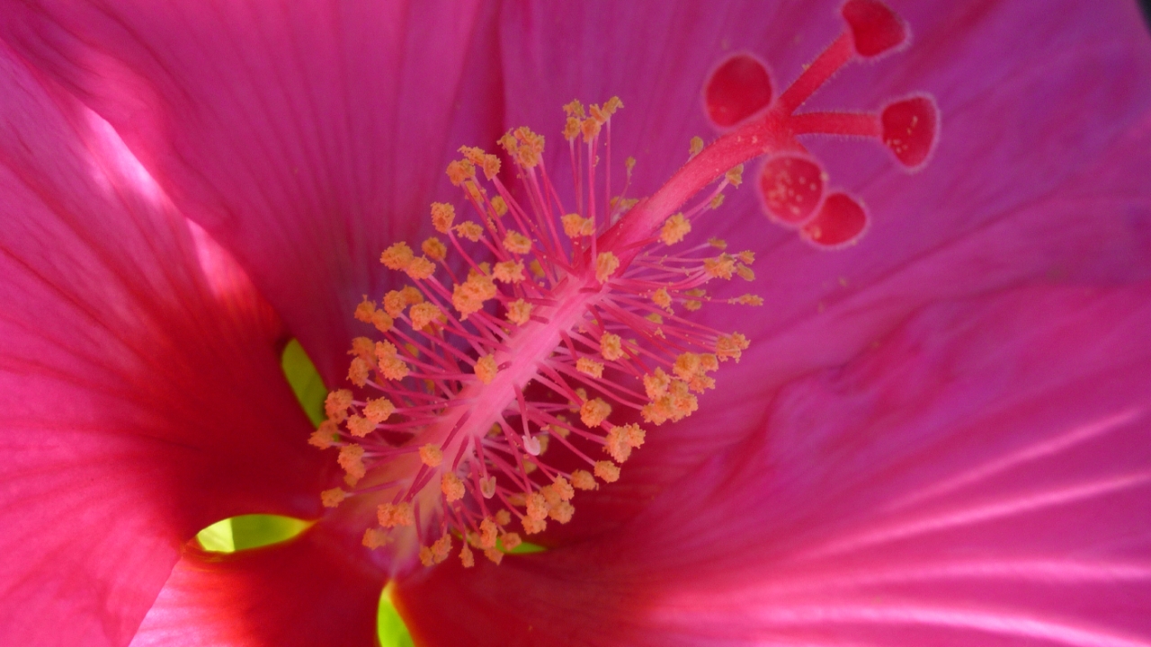 Hibiscus