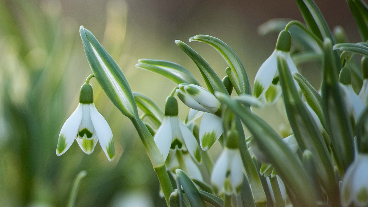 snowdrops