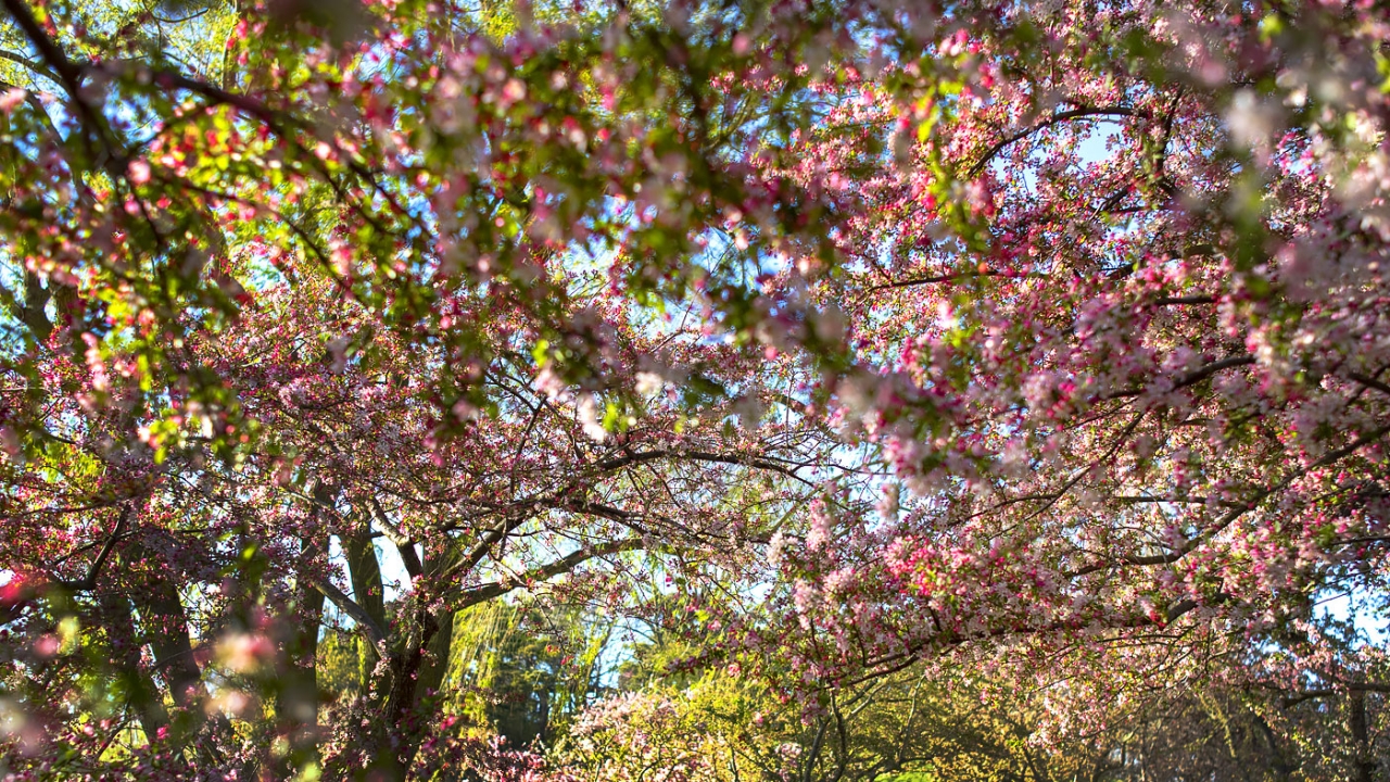 Crabapples Blooming in Spring