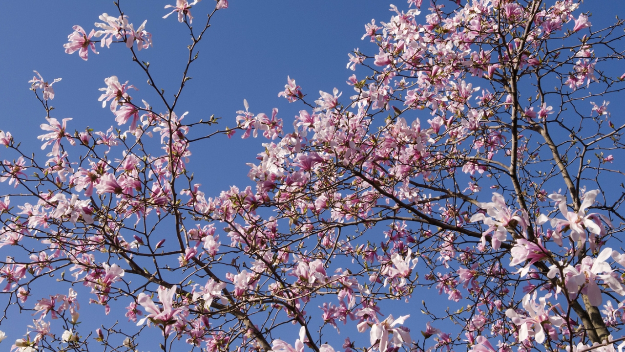 Magnolias