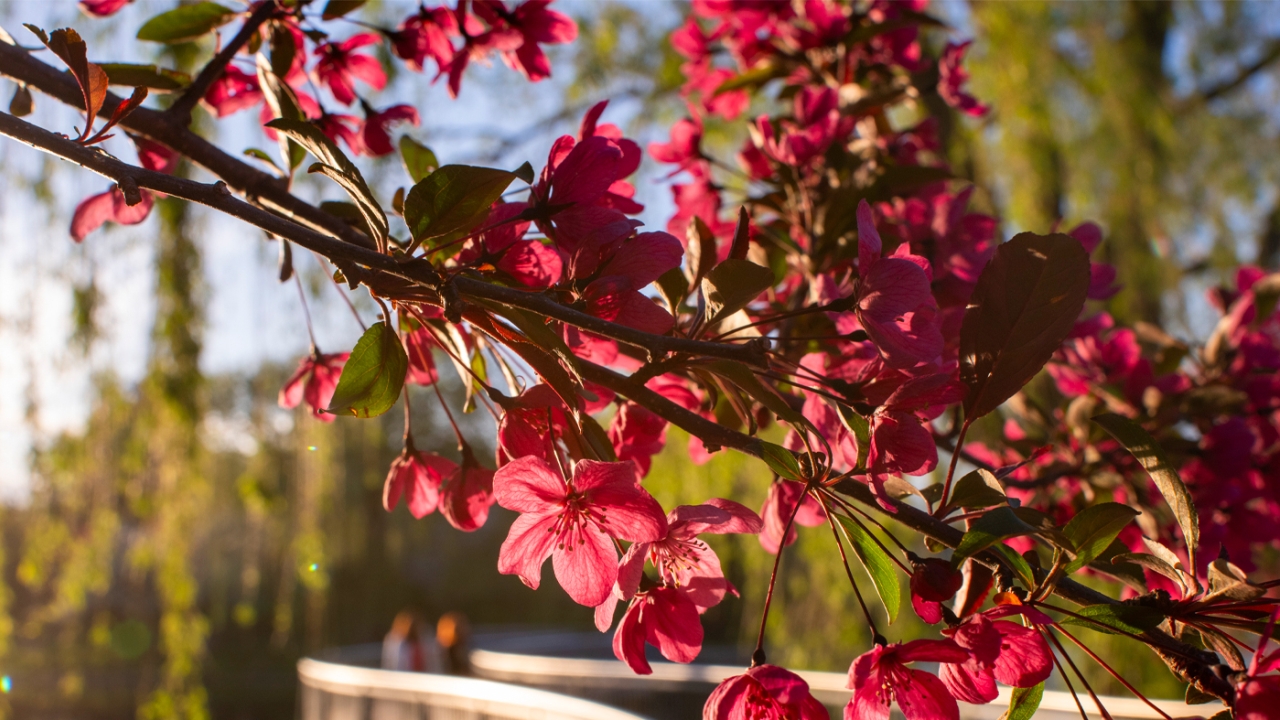 red-blossoms