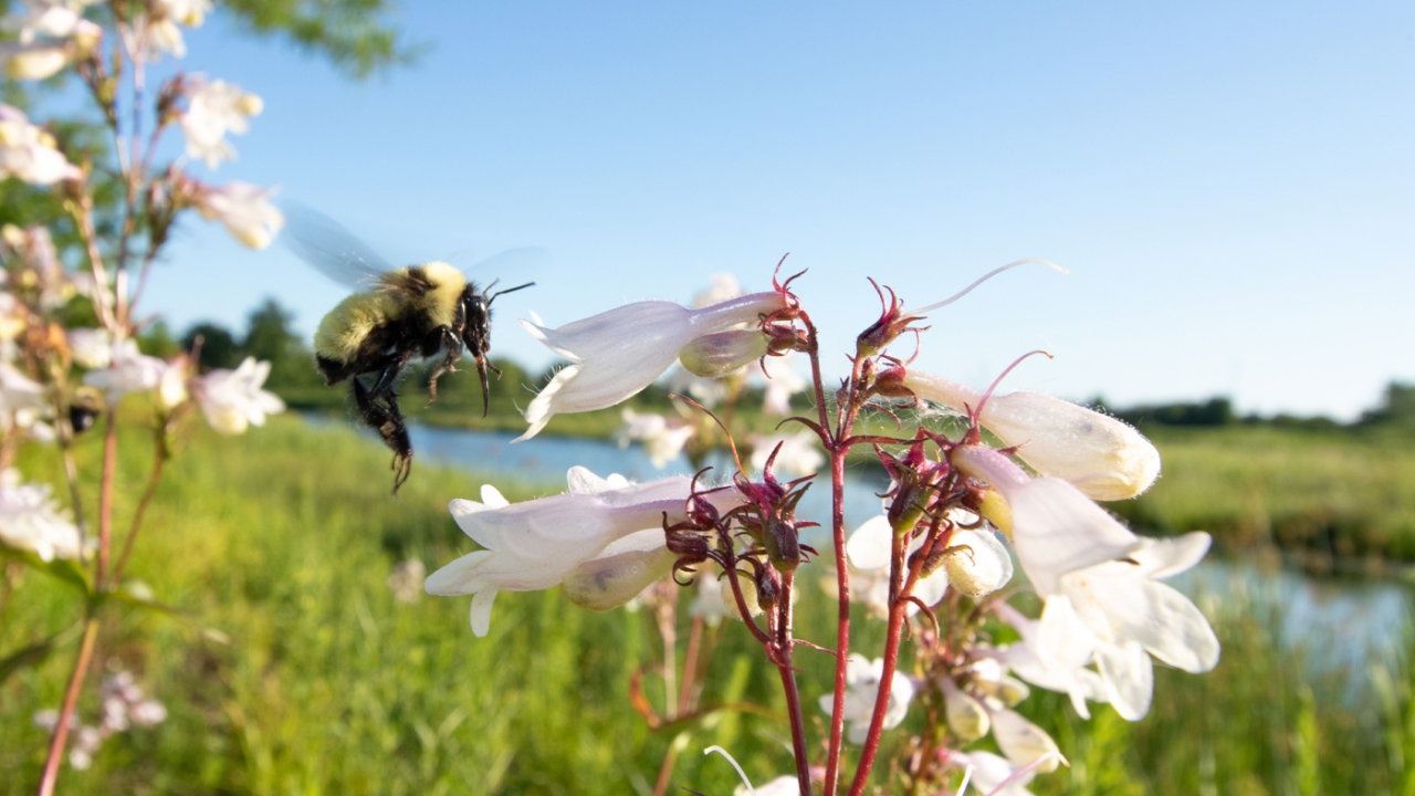 golden northern bumble bee