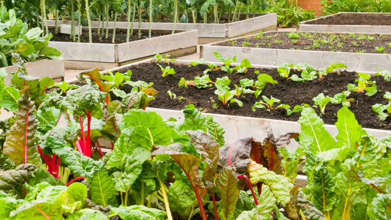 raised beds