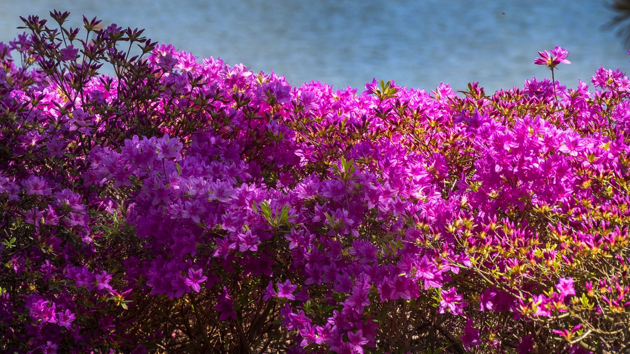Rhododendron at the Garden
