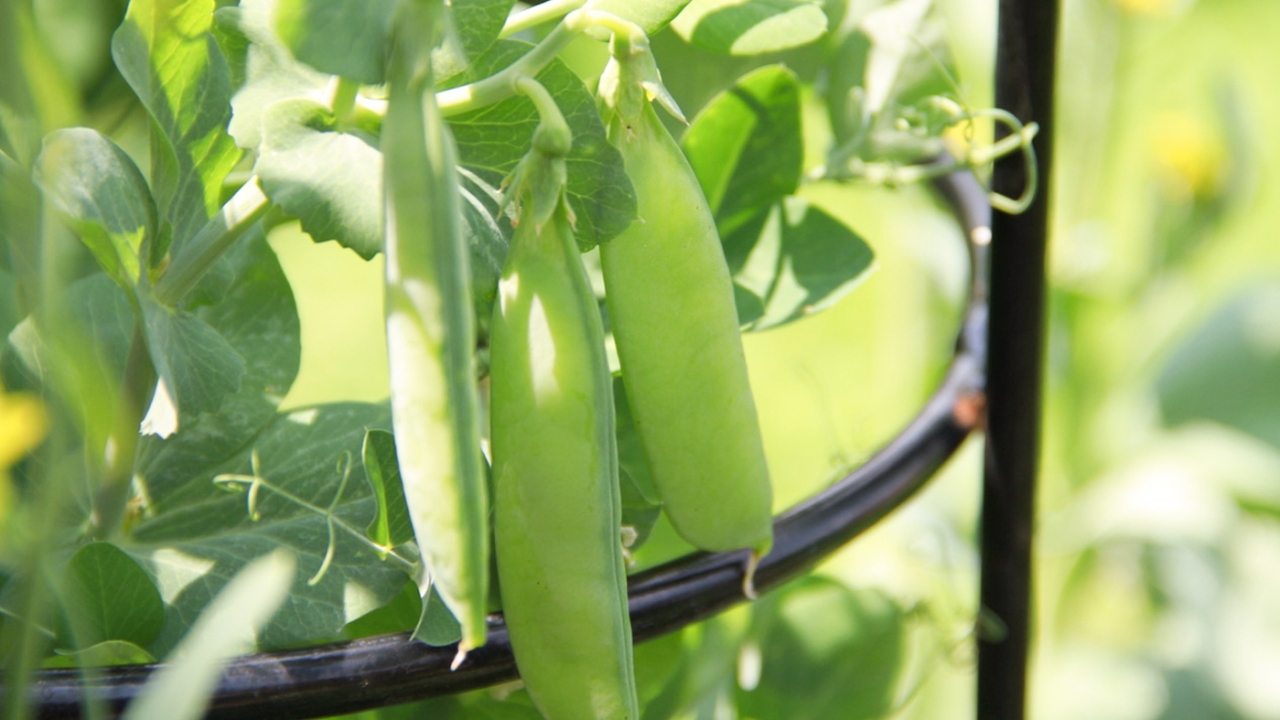 peas