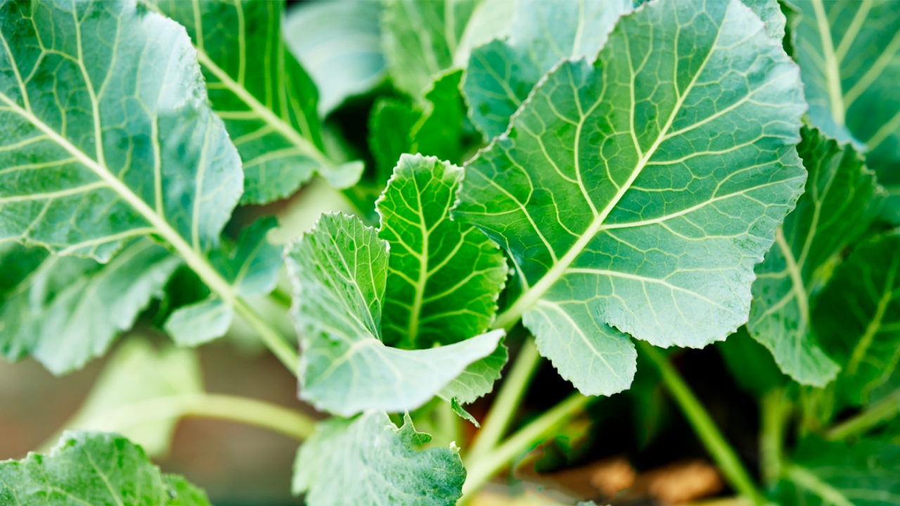 collards