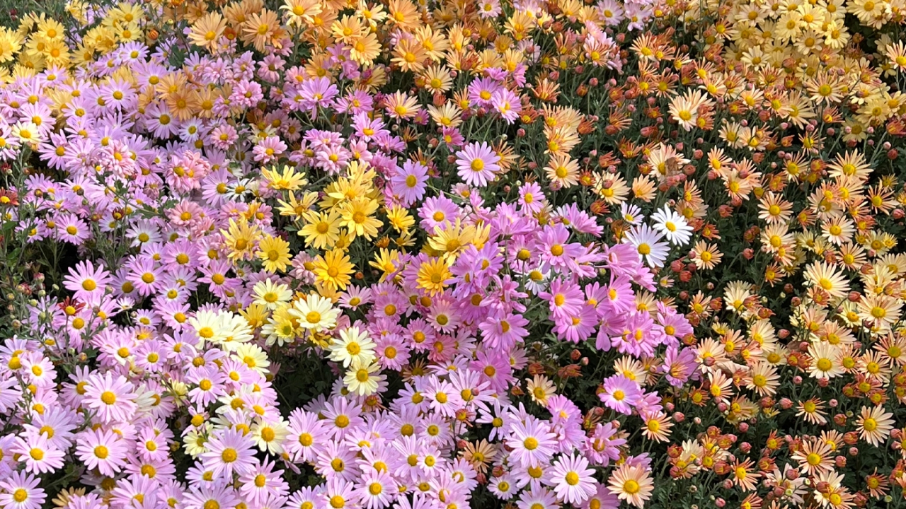 chrysanthemums