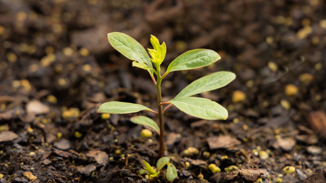 Sassafras Sprout-