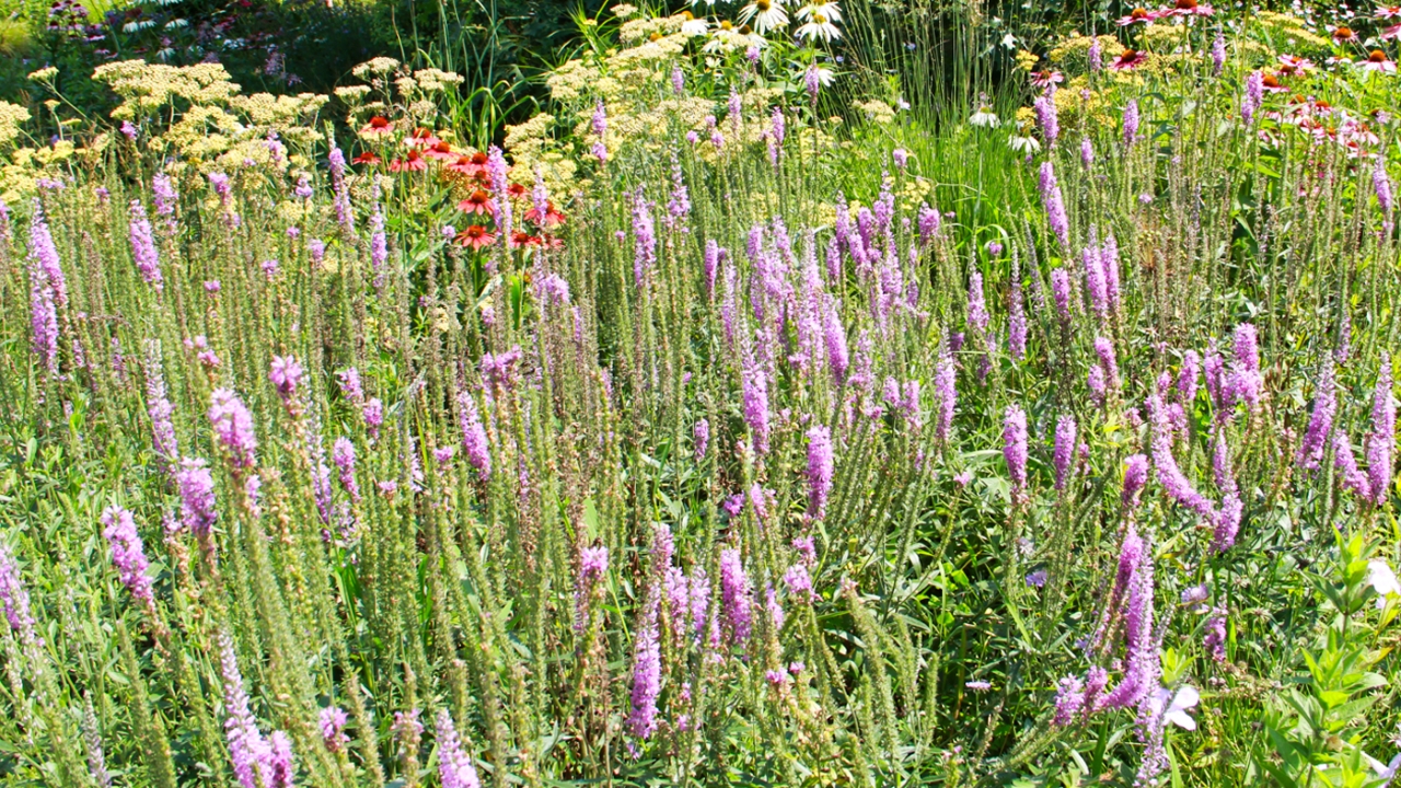 Native Grasses