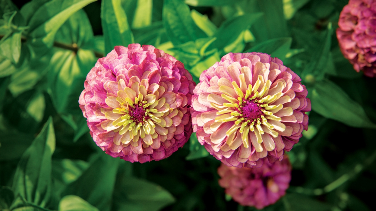 pinkflower