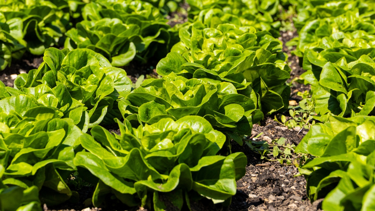 lettuce rows
