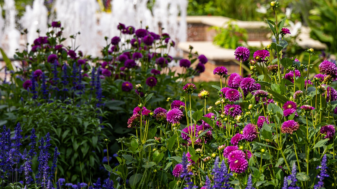 circle garden summer