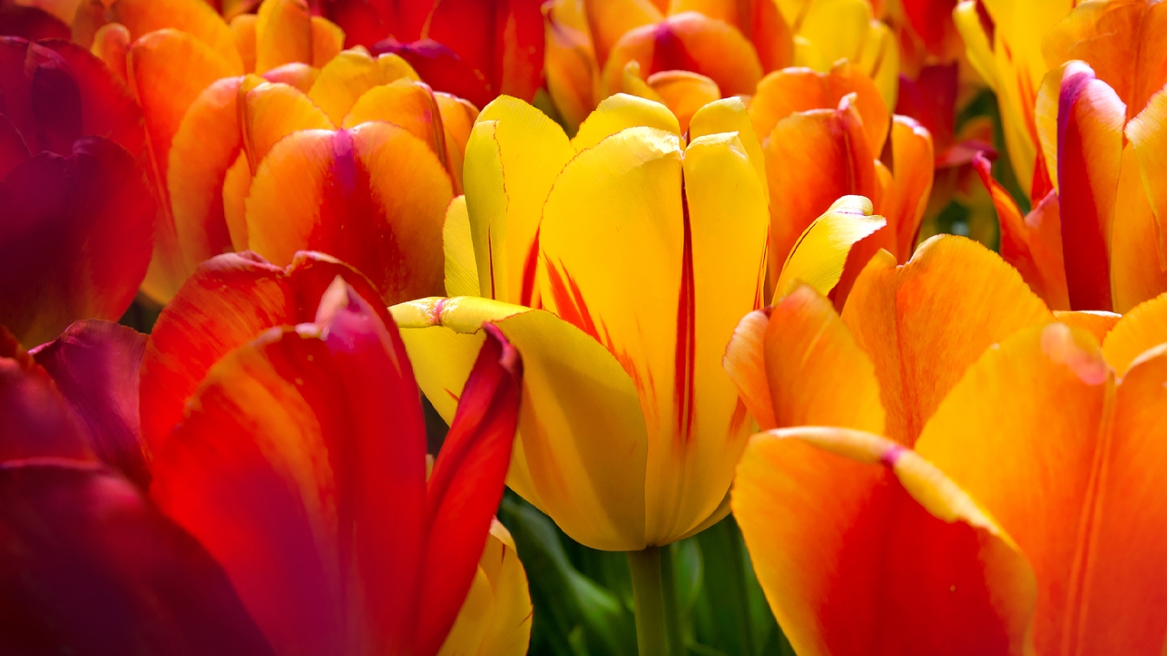 Spring Bulbs