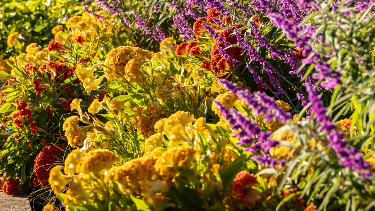 celosia