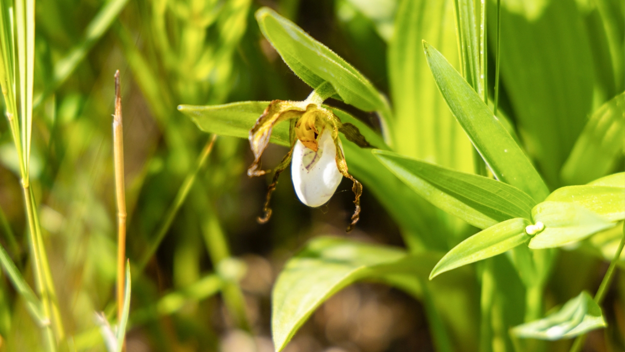 Lady slipper orchid