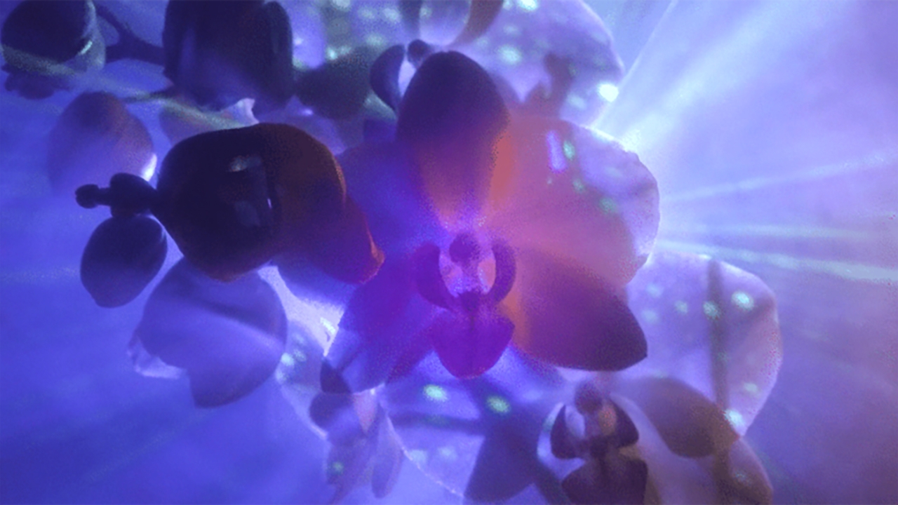 The Orchid Show – Orchids in Orbit