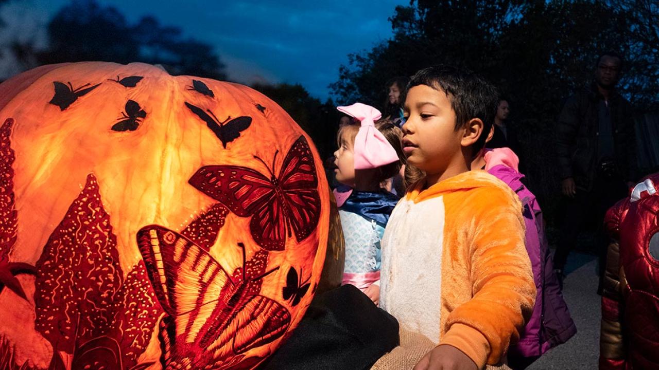 Night of 1000 JackOLanterns Chicago Botanic Garden