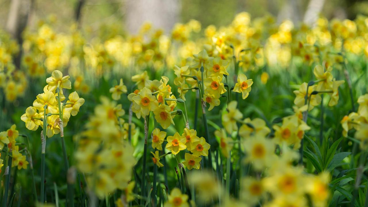 Spring Daffodils
