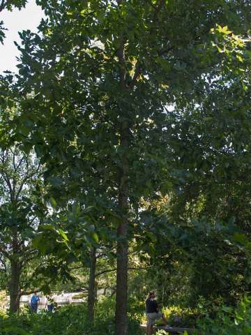 Chicago botanic garden events Chicago botanic garden events