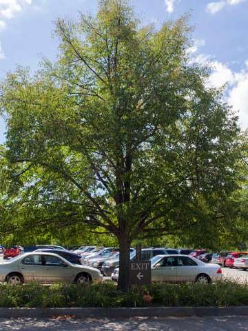 greenspire linden tilia cordata tree trees pni garden landscape quercus littleleaf house chicagobotanic nursery