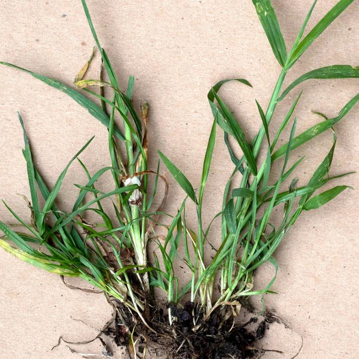 Crabgrass