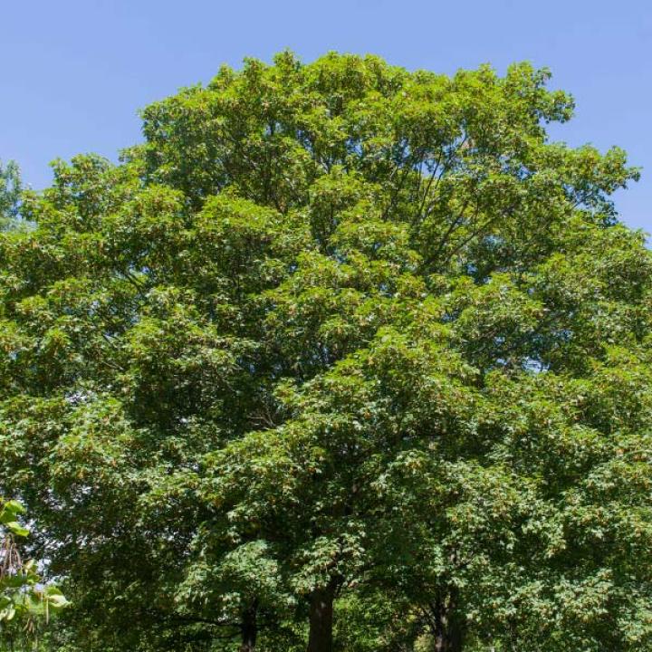 maple trees in summer