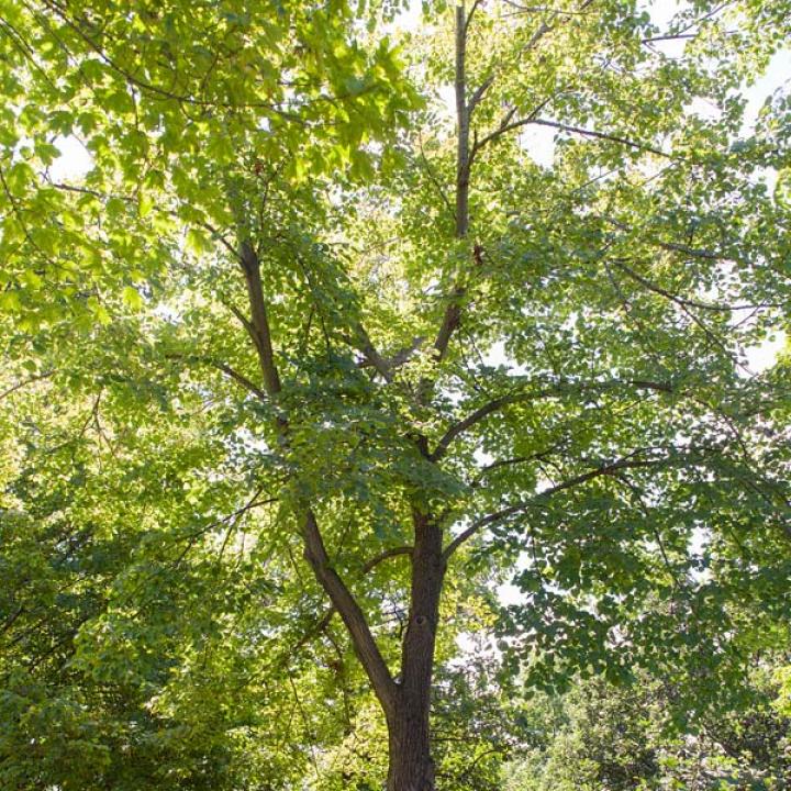 Budburst  American linden