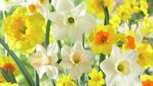 Narcissus Blend Fragrant Meadow