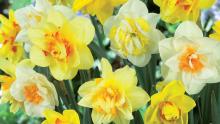 Narcissus Double Mixed Blend