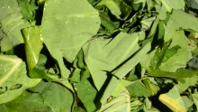 cut dasheen bush leaves