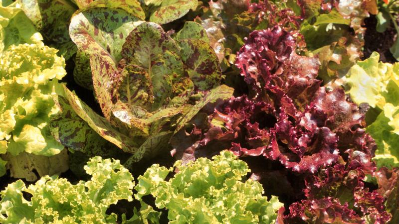 Lettuce variety