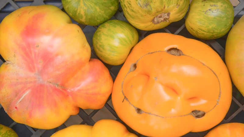 heirloom-tomatoes