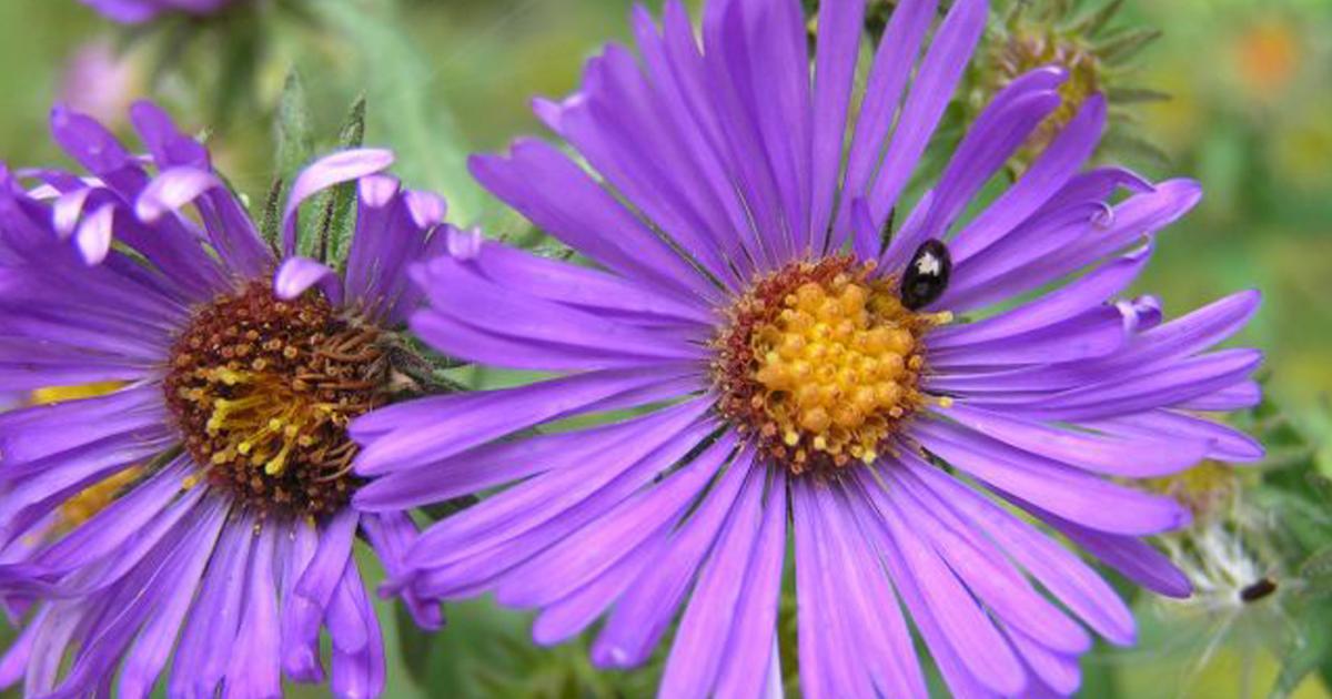 Native Asters Shine in the Garden | Chicago Botanic Garden