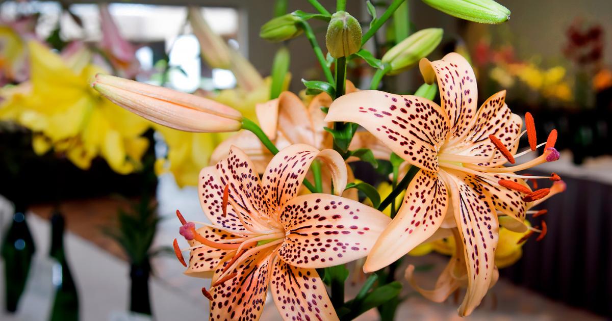 フィルムカメラ The Lily VICTO WOLLENSAK OPT.CO.U.S.A. The Lily VICTO WOLLENSAK OPT.CO.U.S.A.