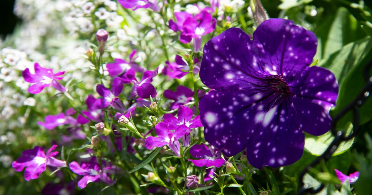 Terrific Trios | Chicago Botanic Garden