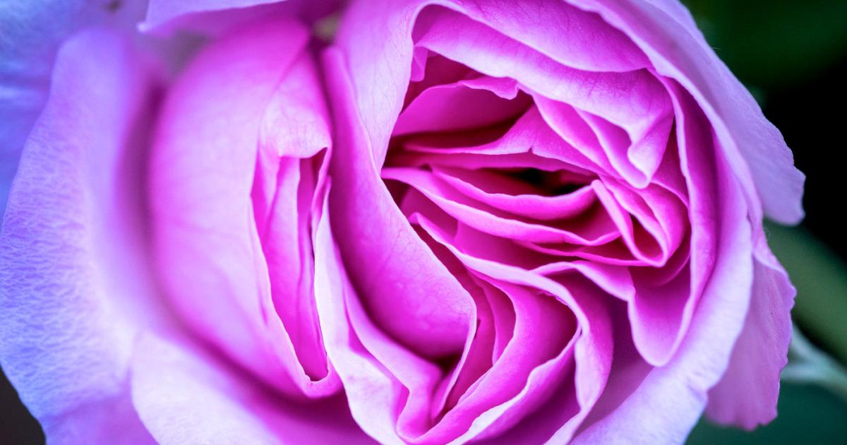 Picesr Roses Roses | Chicago Botanic Garden