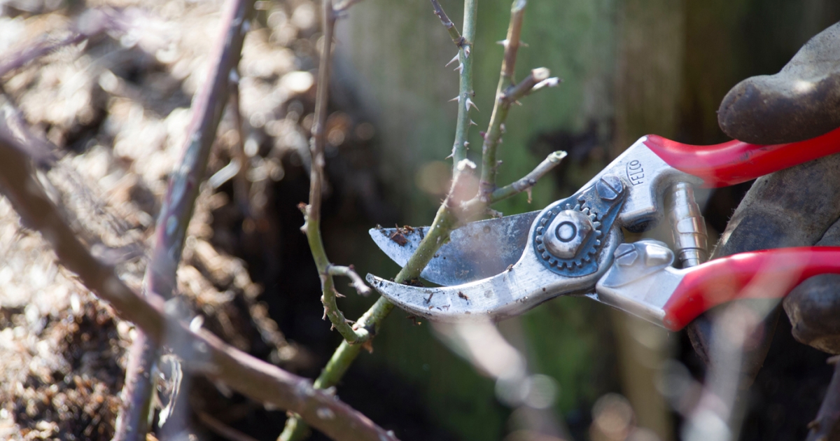 Pruning Shrubs In Winter