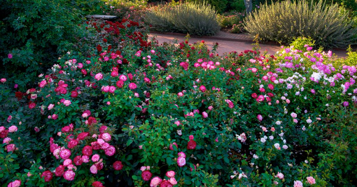 Busting Myths About Roses | Chicago Botanic Garden