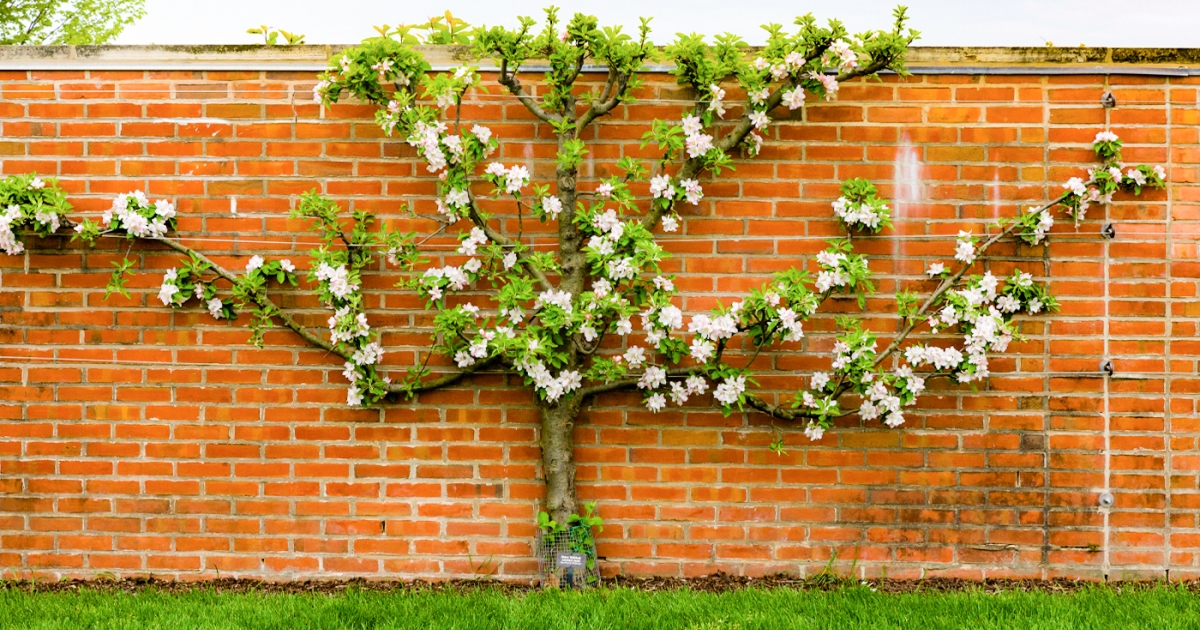 Espalier