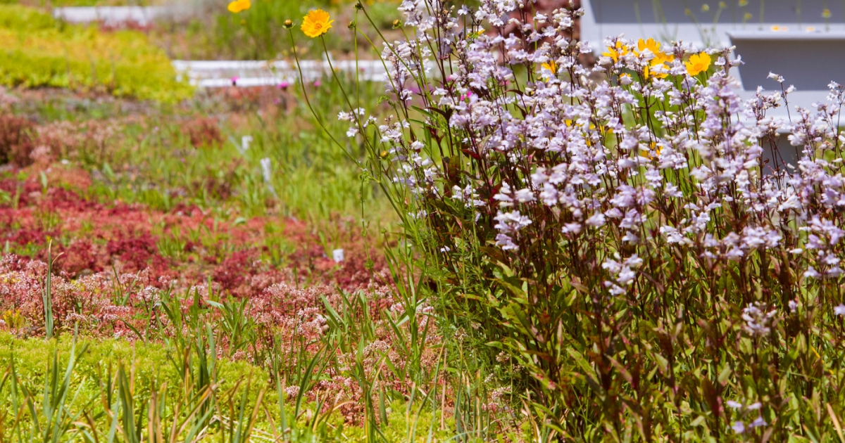 Green Roof Garden Chicago Botanic Garden