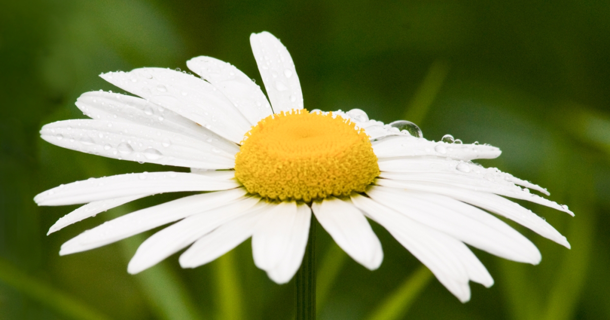 daisy's flowers photos